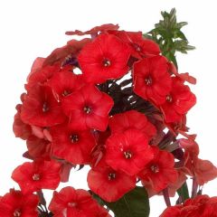 Floks Flame Red - Phlox Flame Red